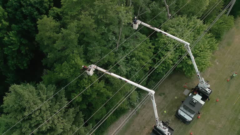 How Our Tree Care Process Works  in Elk Grove, CA